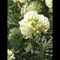 Anthyllis Barba-Jovis (fam. Papilionacees)(rg mediterraneennes) (04)